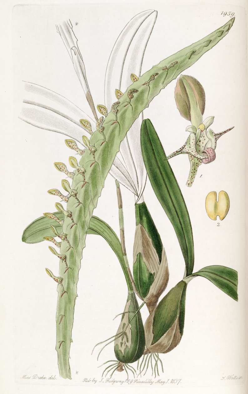 Bulbophyllum calyptratum var. calyptratum by Miss Drake
