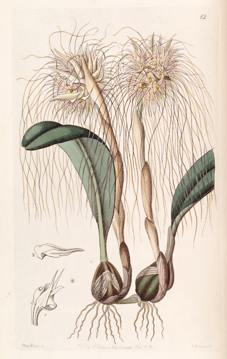 Bulbophyllum medusae by Miss Drake