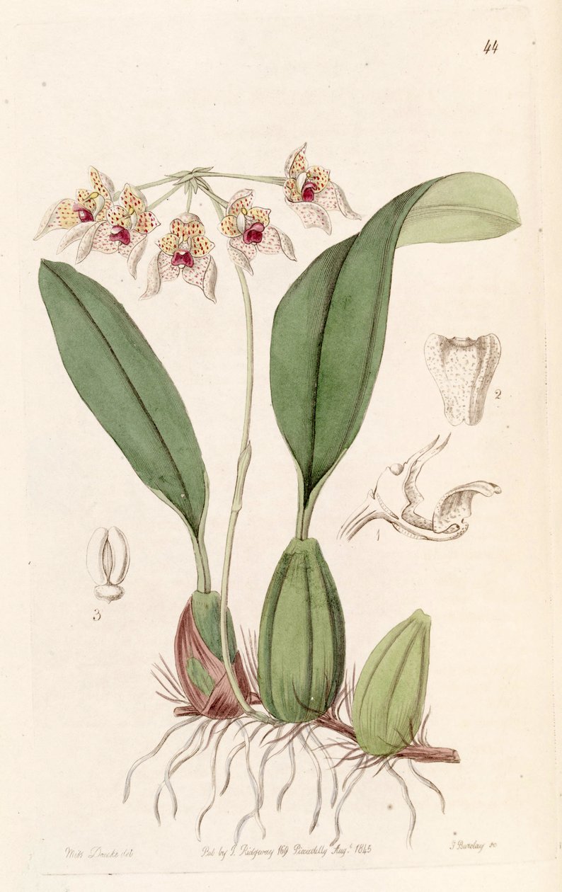 Bulbophyllum umbellatum (spelled Bolbophyllum umbellatum) by Miss Drake