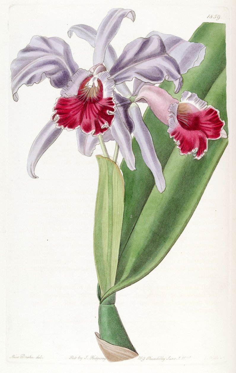 Cattleya labiata by Miss Drake
