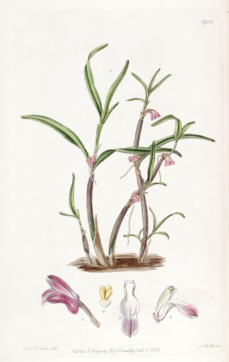 Cladobium graminifolium by Miss Drake
