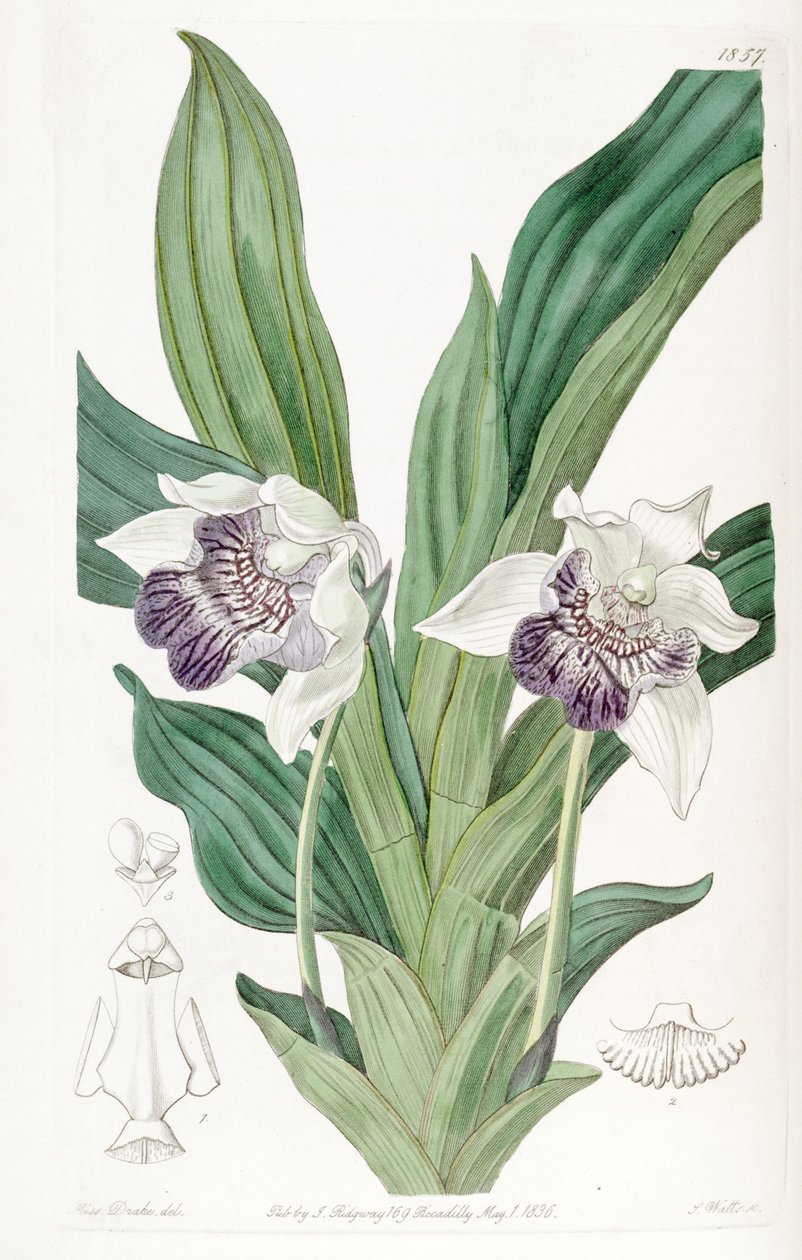 Cochleanthes flabelliformis by Miss Drake