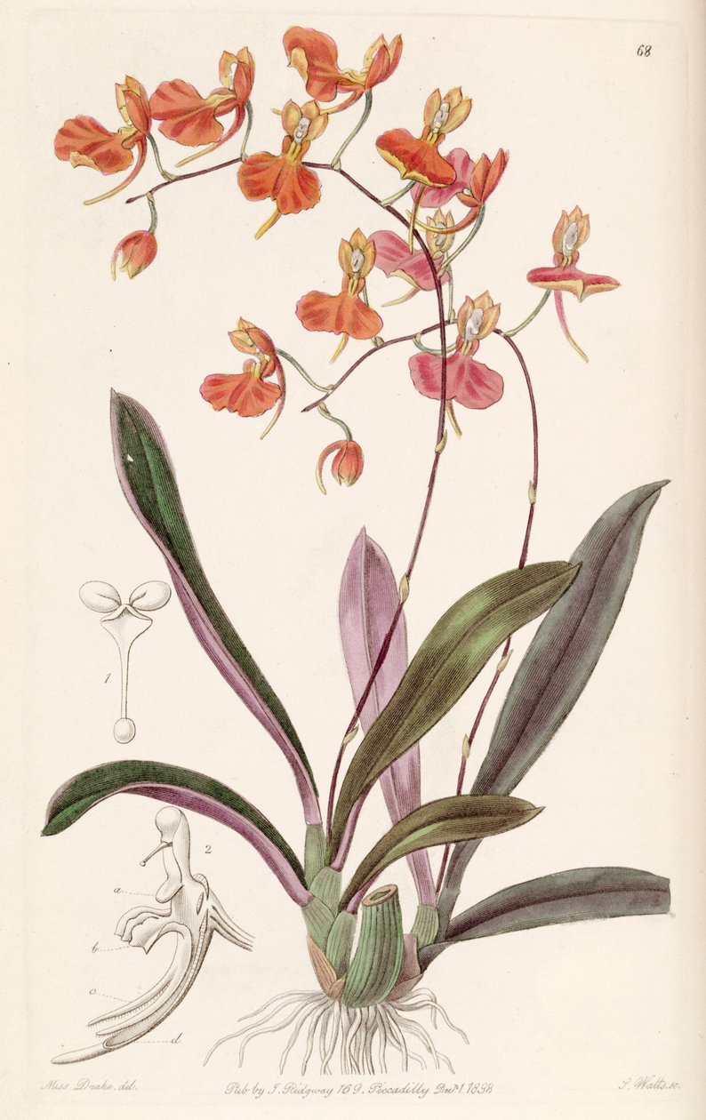 Comparettia coccinea by Miss Drake