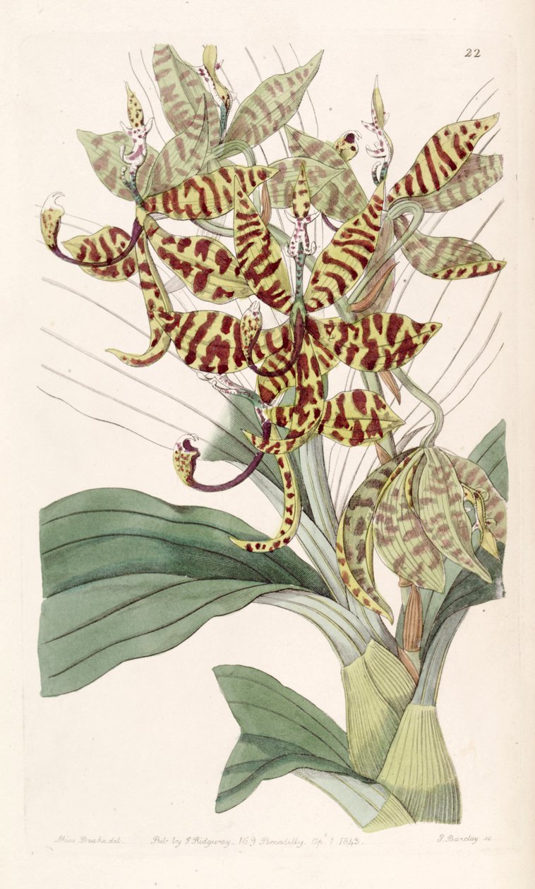 Cycnoches pentadactylon by Miss Drake