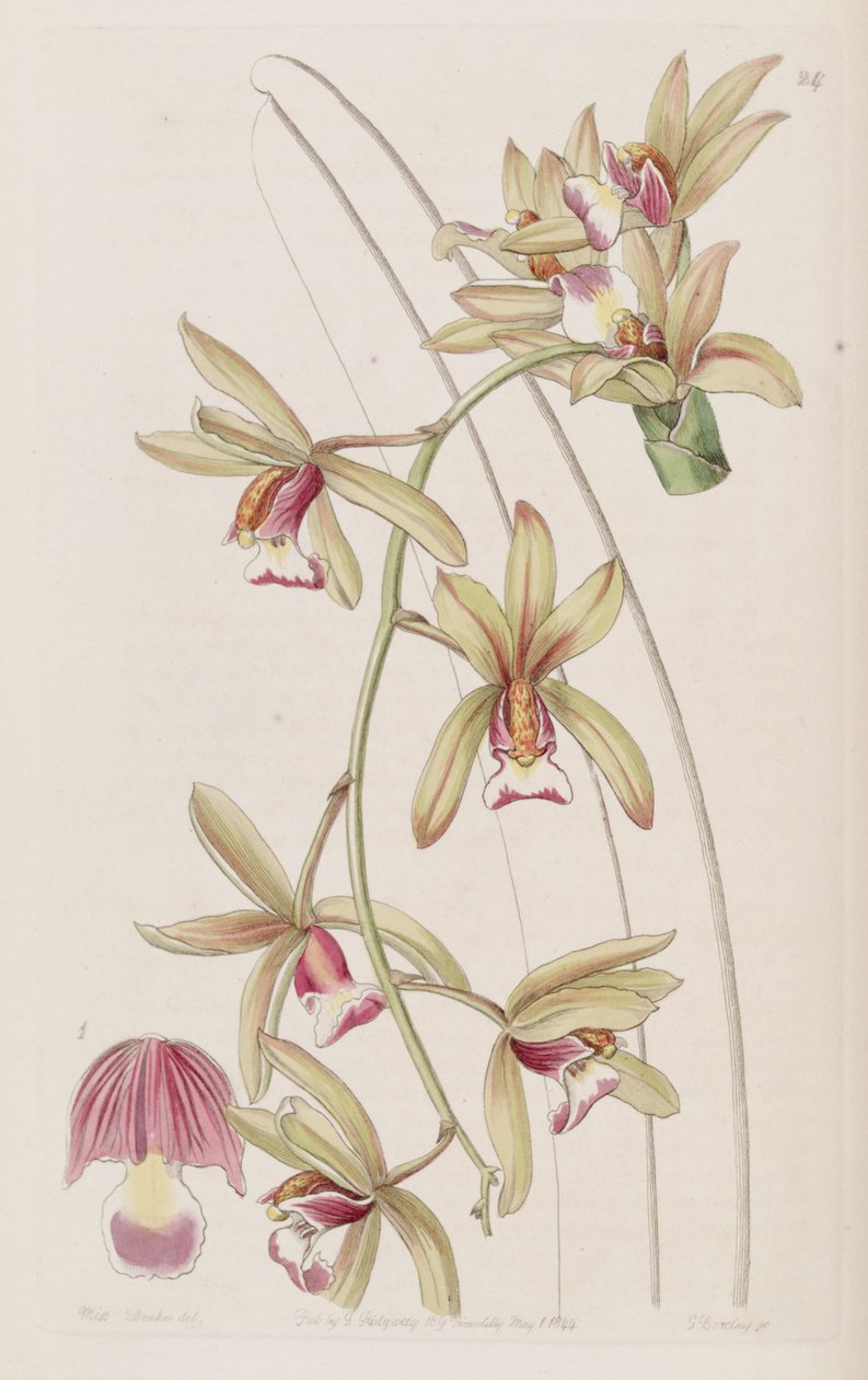 Cymbidium aloifolium by Miss Drake