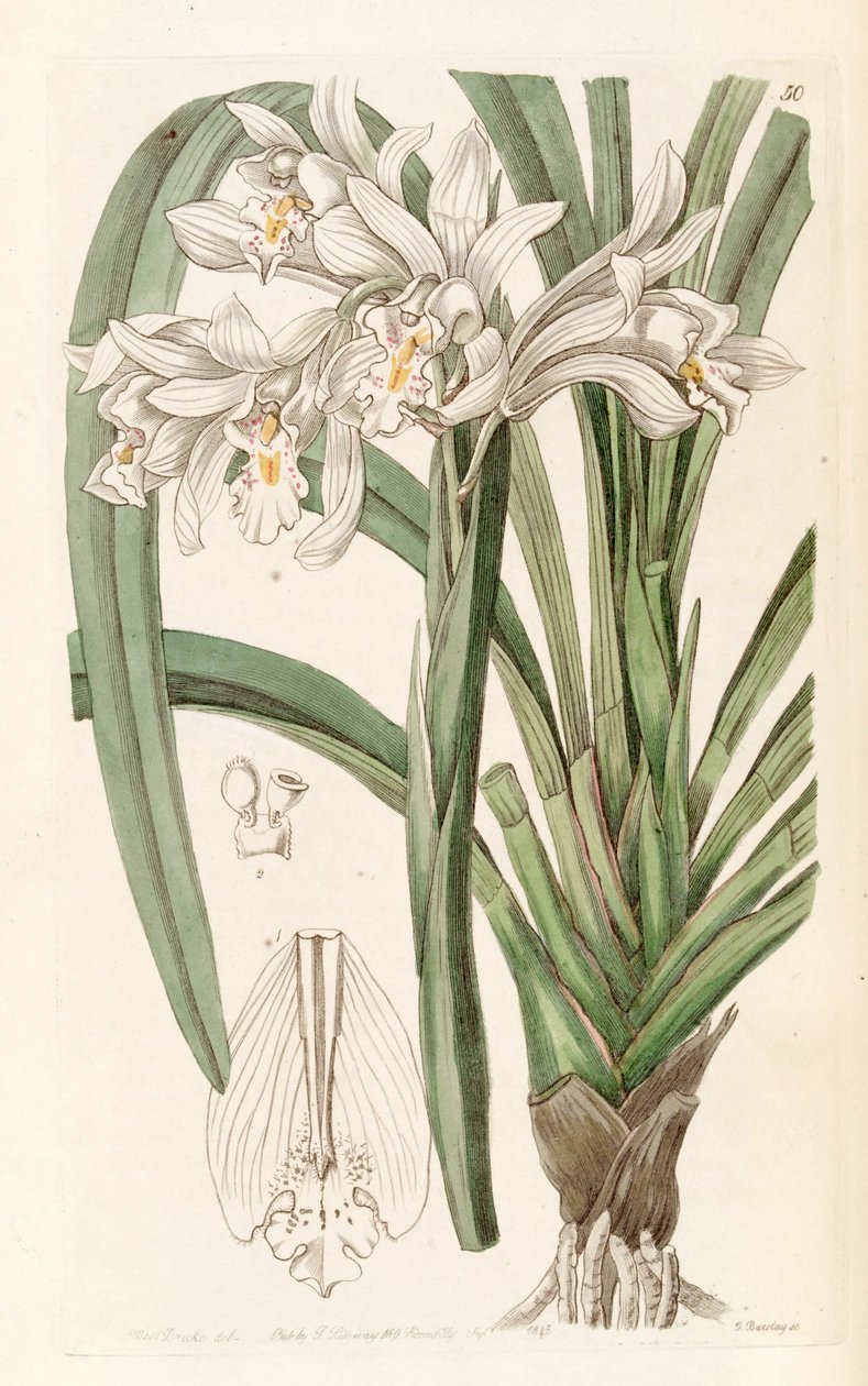 Cymbidium mastersii by Miss Drake
