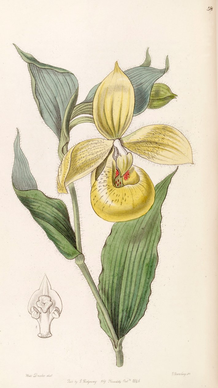 Cypripedium irapeanum by Miss Drake