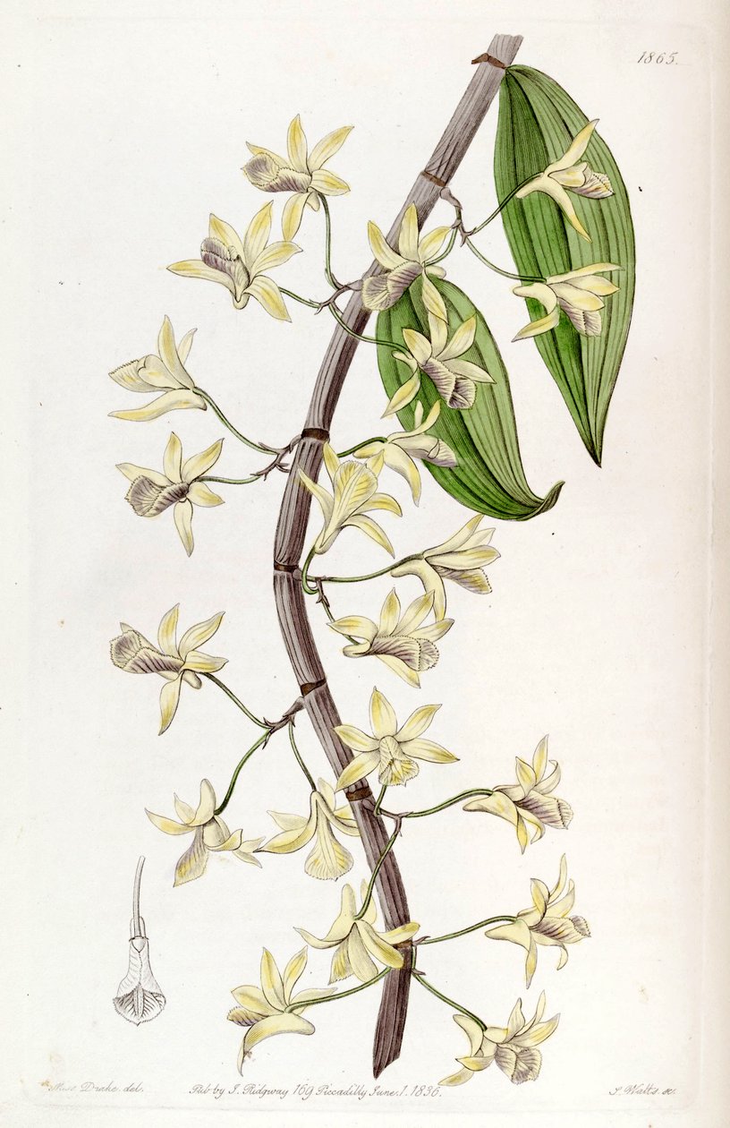 Dendrobium aphyllum by Miss Drake