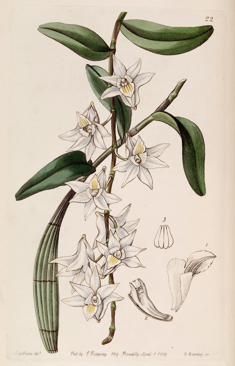 Dendrobium crumenatum by Miss Drake