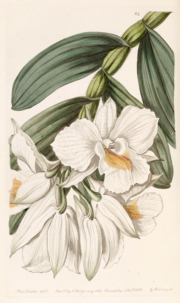 Dendrobium formosum by Miss Drake