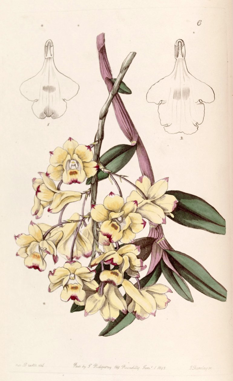 Dendrobium sanguinolentum by Miss Drake