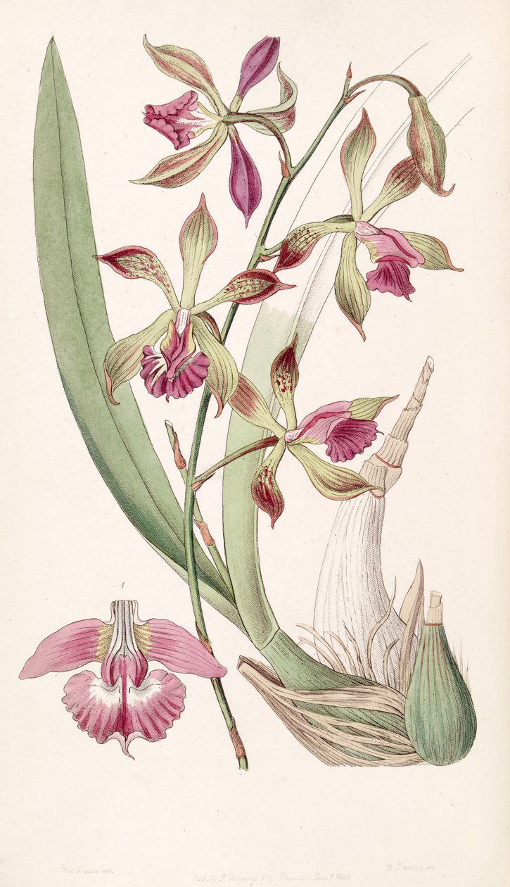 Encyclia plicata (as syn. Epidendrum plicatum) by Miss Drake
