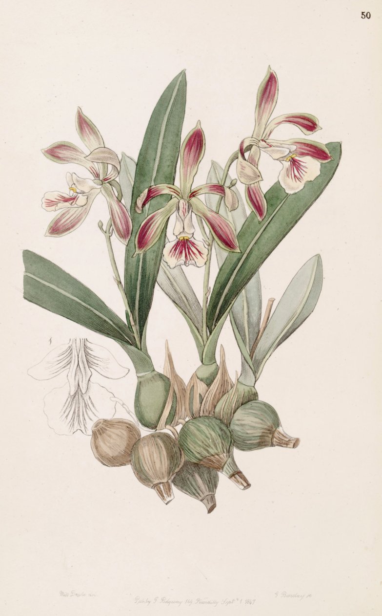 Encyclia pyriformis by Miss Drake