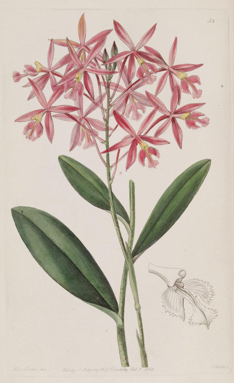 Epidendrum Macrocarpum (as syn. Epidendrum Schomburgkii) by Miss Drake