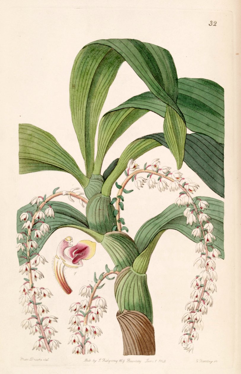 Eria polyura by Miss Drake