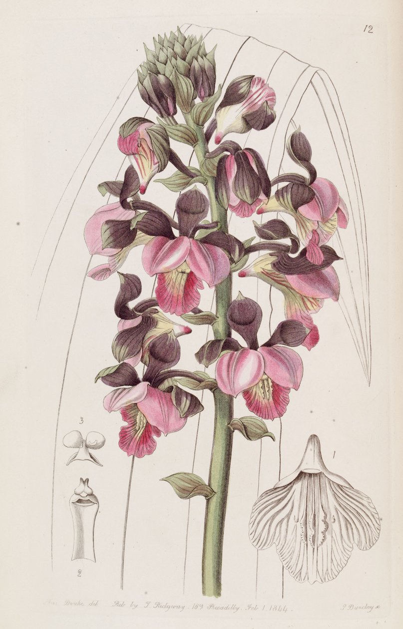 Eulophia rosea by Miss Drake