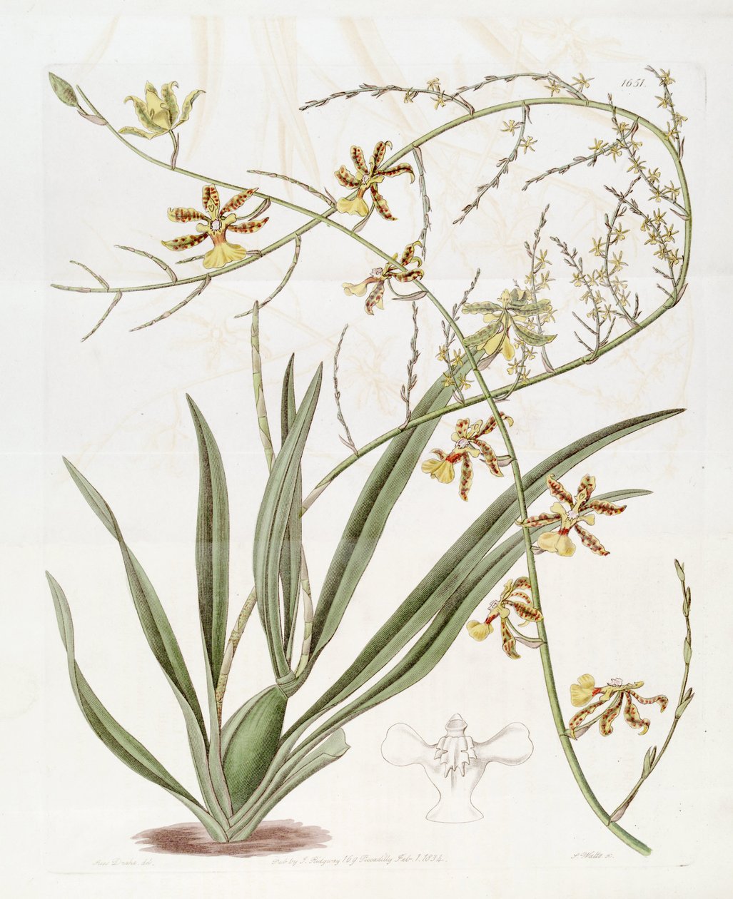 Illustration of Oncidium altissimum (Jacq.) Sw. (This drawing is NOT Oncidium baueri, see disambiguation page Oncidium altissimum) by Miss Drake