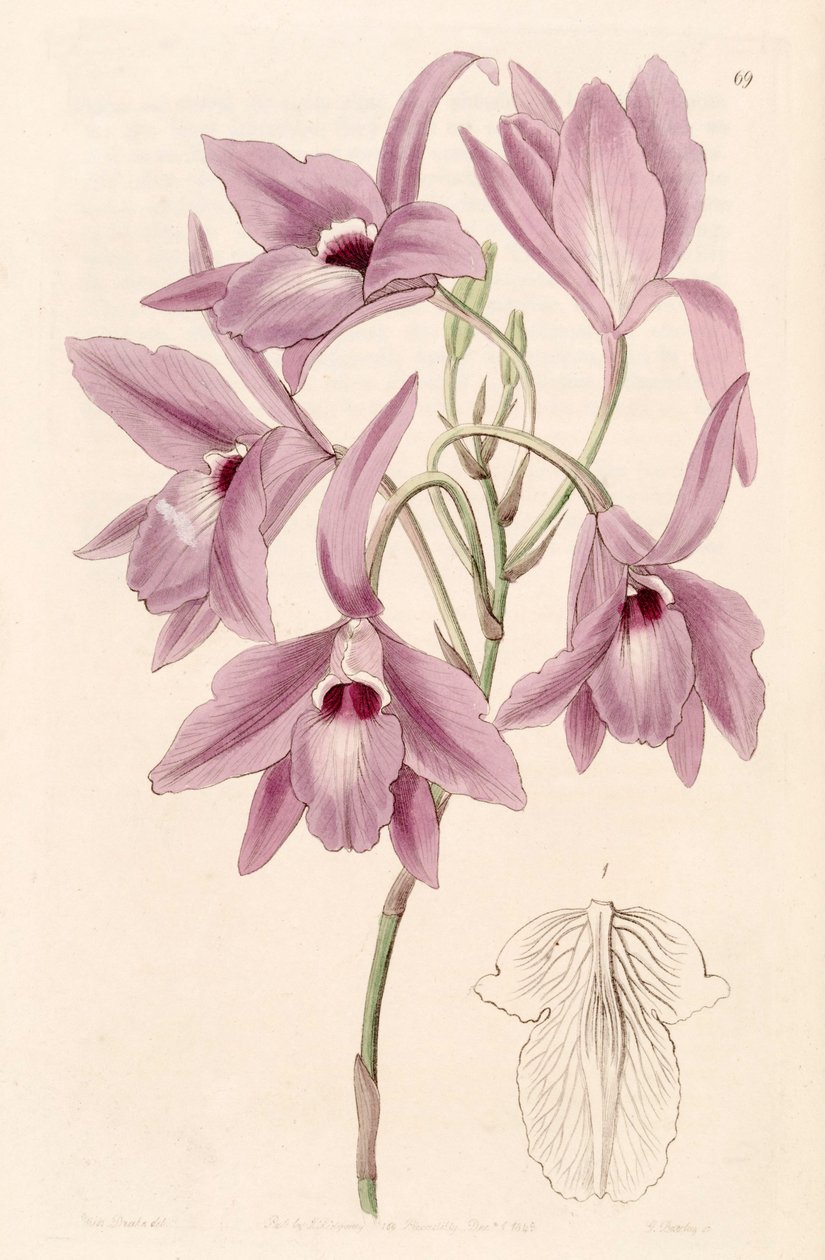 Laelia rubescens by Miss Drake