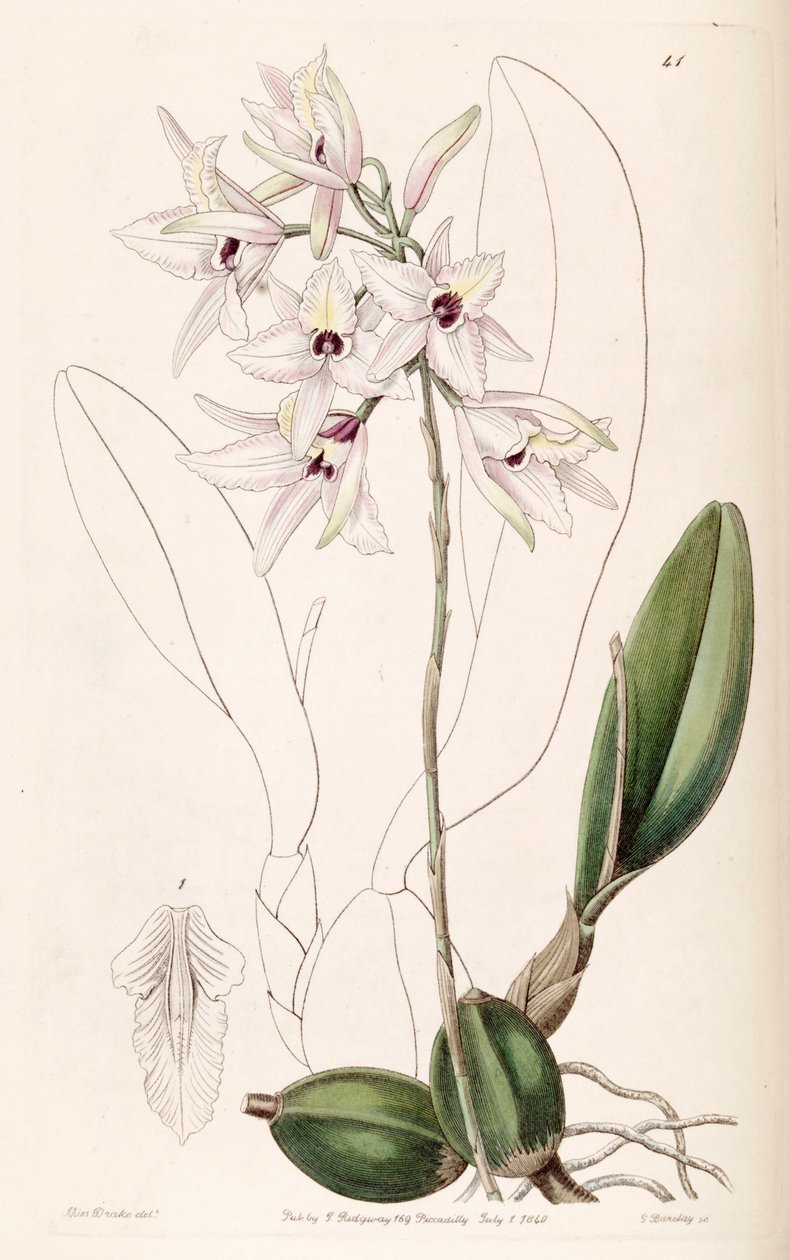 Laelia rubescens by Miss Drake