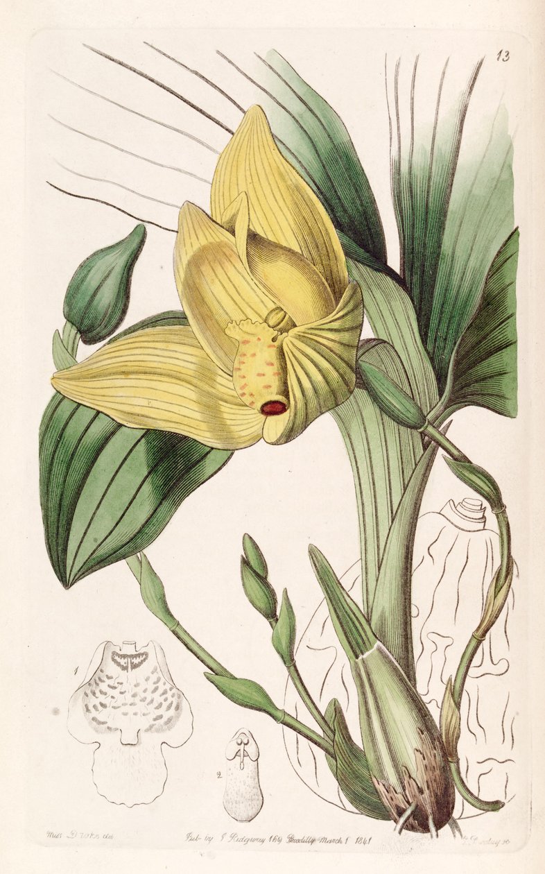 Lycaste cruenta by Miss Drake