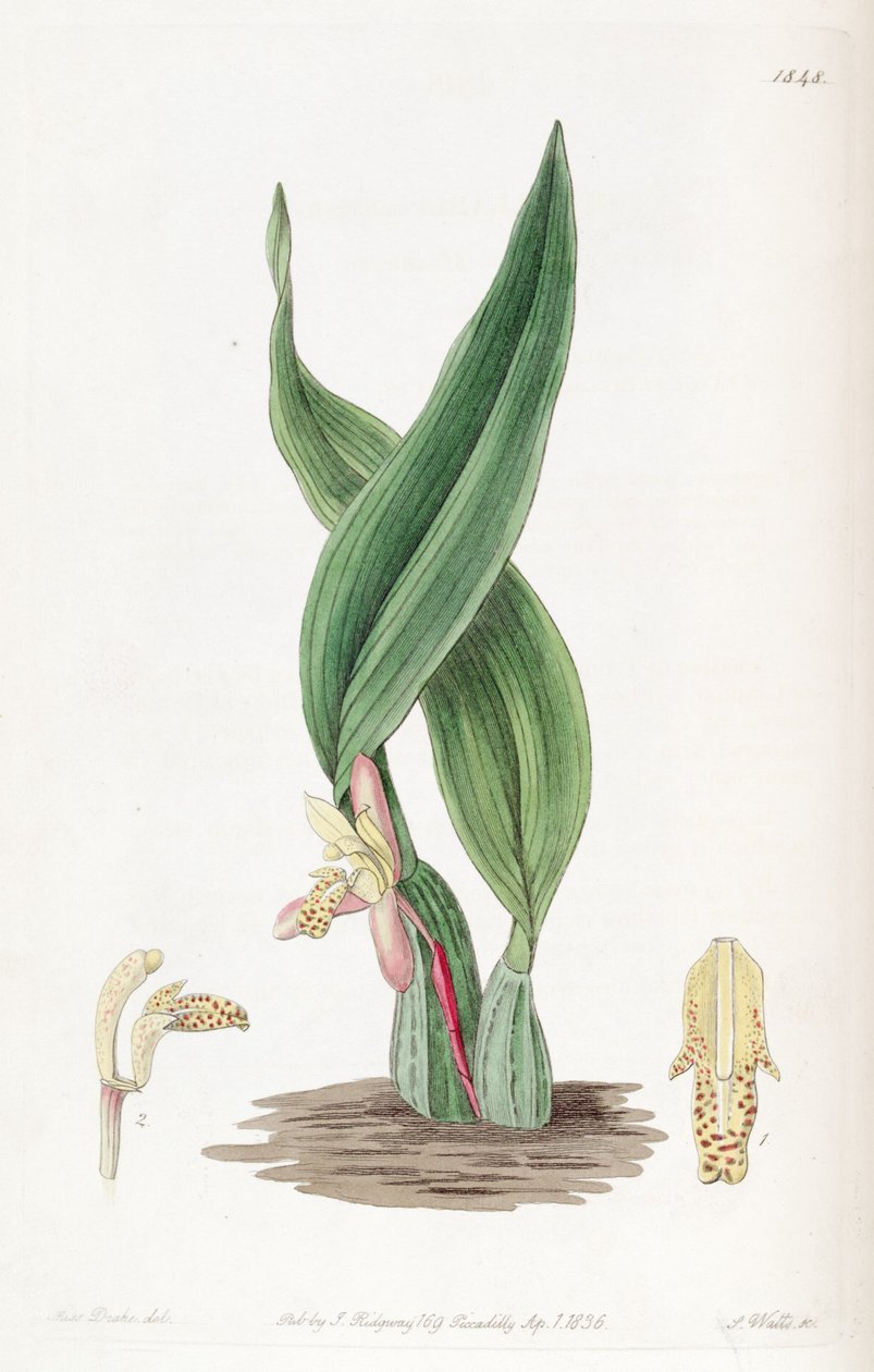 Maxillaria rufescens by Miss Drake