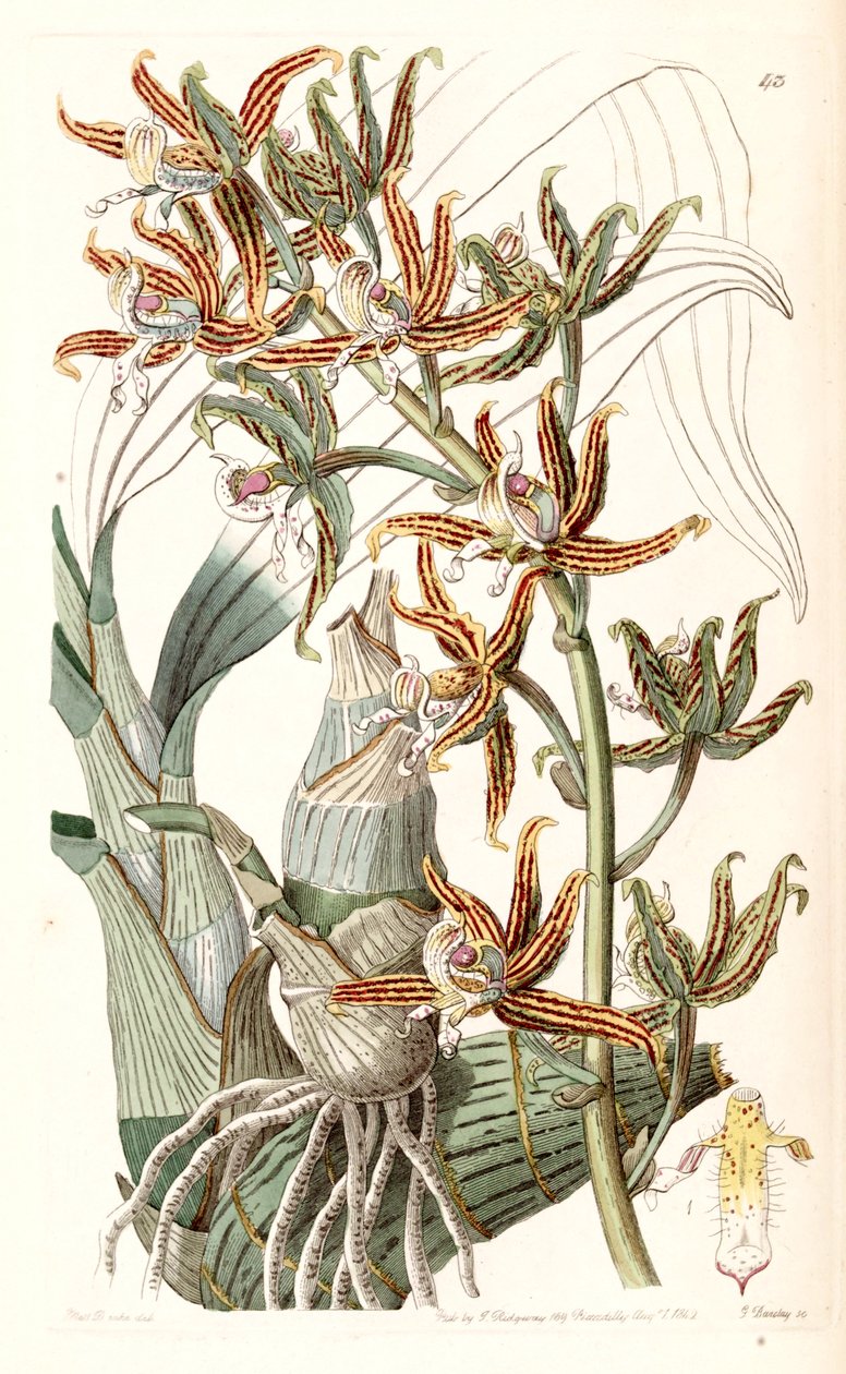 Mormodes lineata by Miss Drake