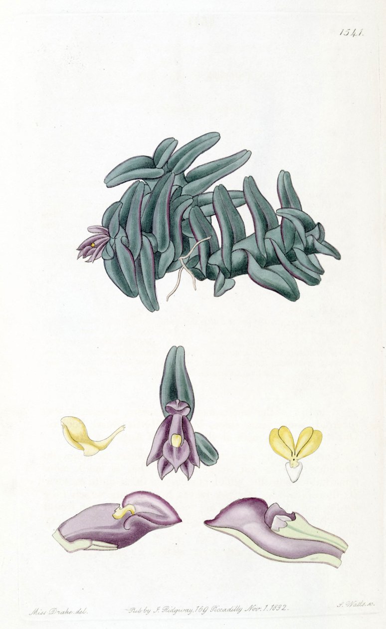 Nanodes discolor by Miss Drake