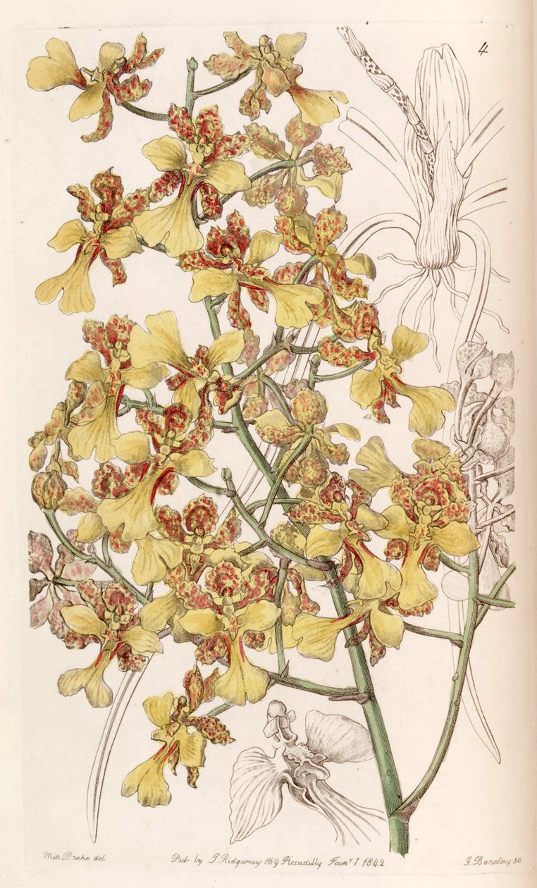 Oncidium cebolleta by Miss Drake