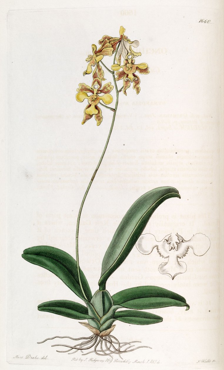 Oncidium ciliatum by Miss Drake