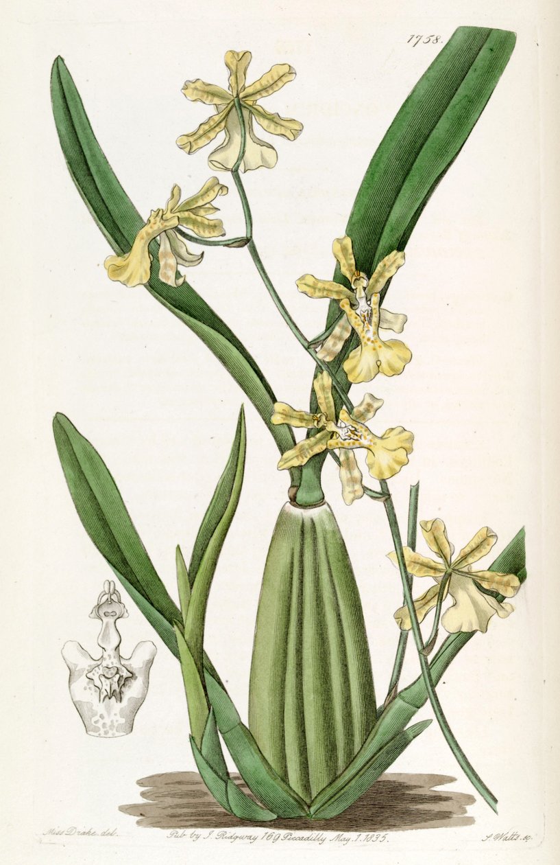 Oncidium citrinum by Miss Drake