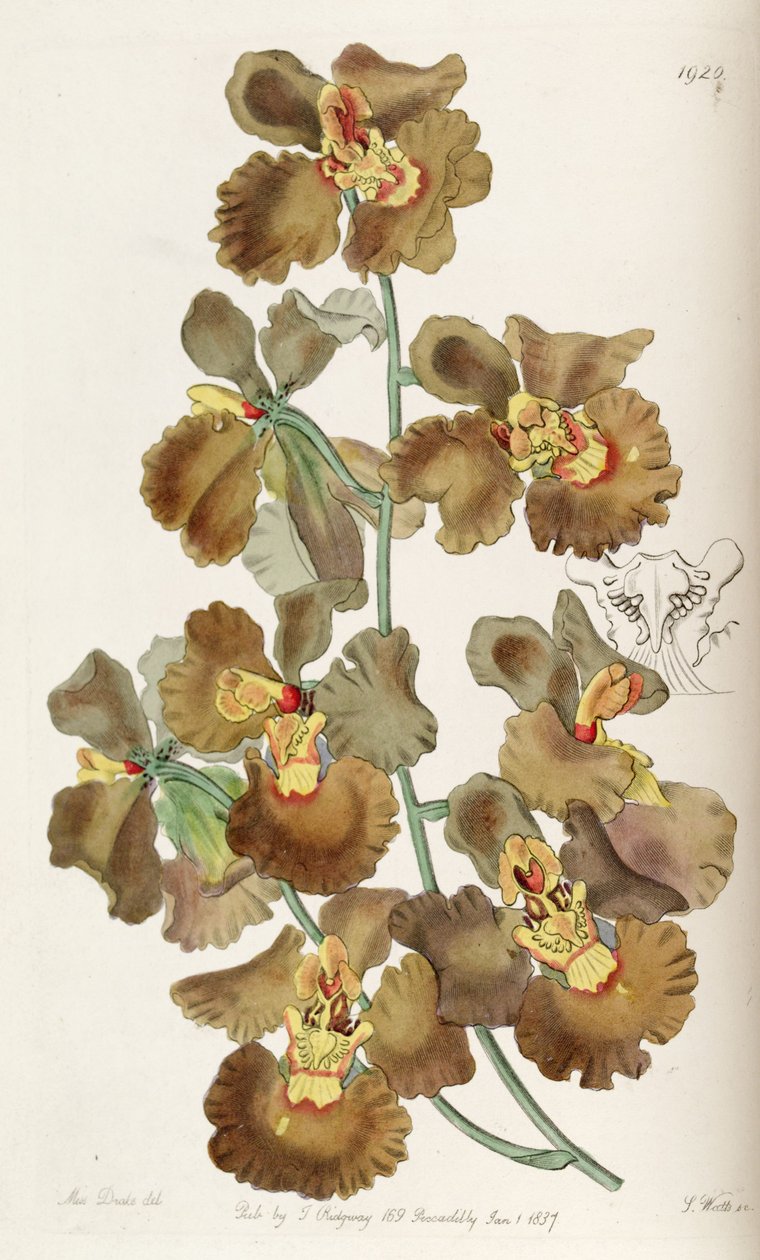Oncidium crispum by Miss Drake
