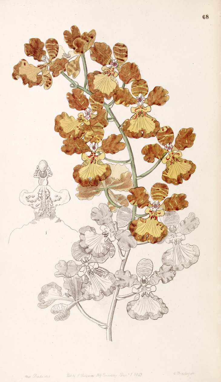 Oncidium gardneri by Miss Drake