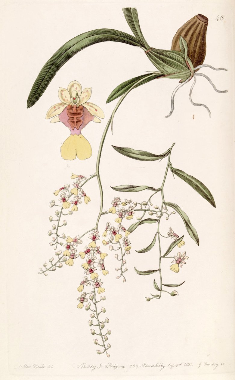 Oncidium Raniferum by Miss Drake