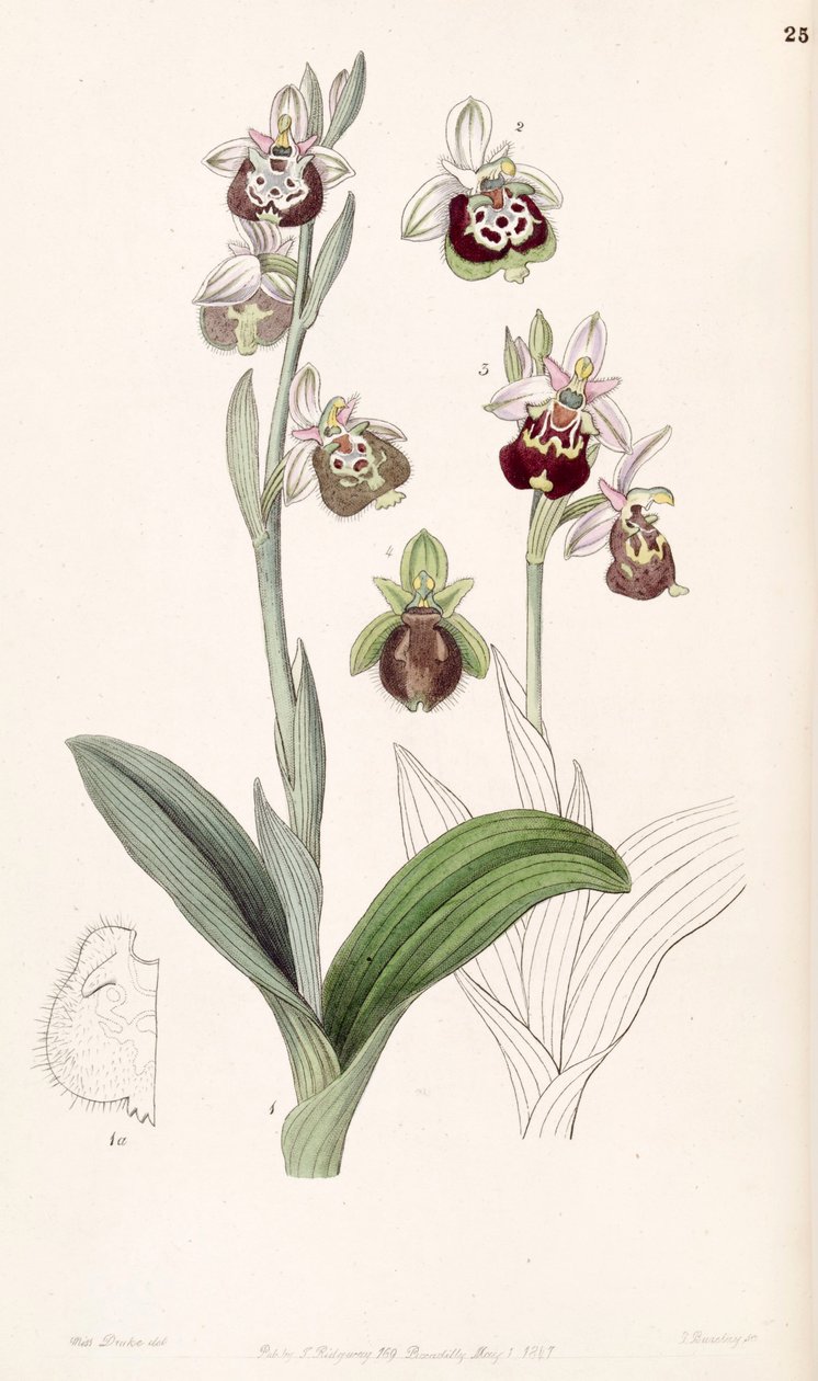 Ophrys fuciflora or Ophrys holoserica by Miss Drake