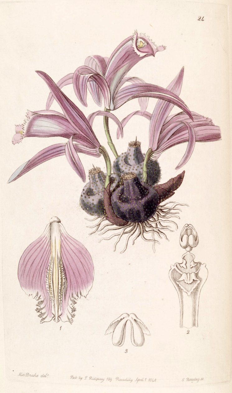 Pleione praecox by Miss Drake