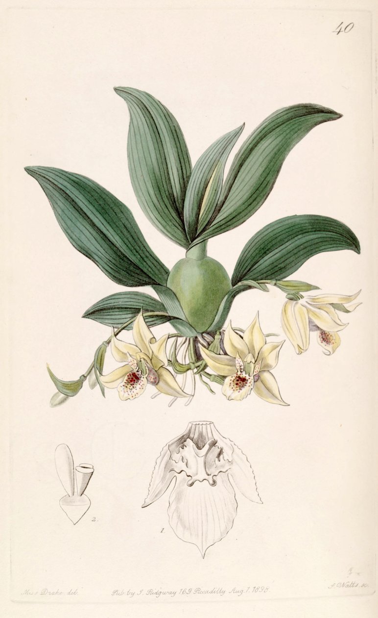 Illustration of Promenaea rollissonii (as syn. Maxillaria rollissonii) by Miss Drake