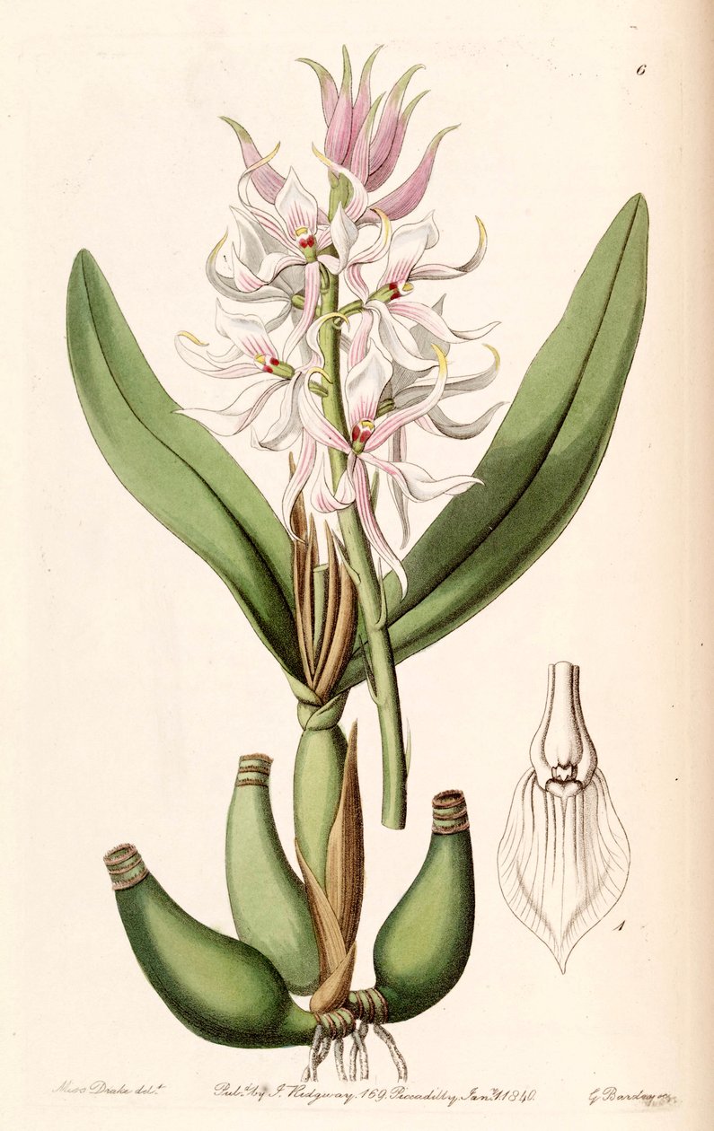Prosthechea glumacea by Miss Drake