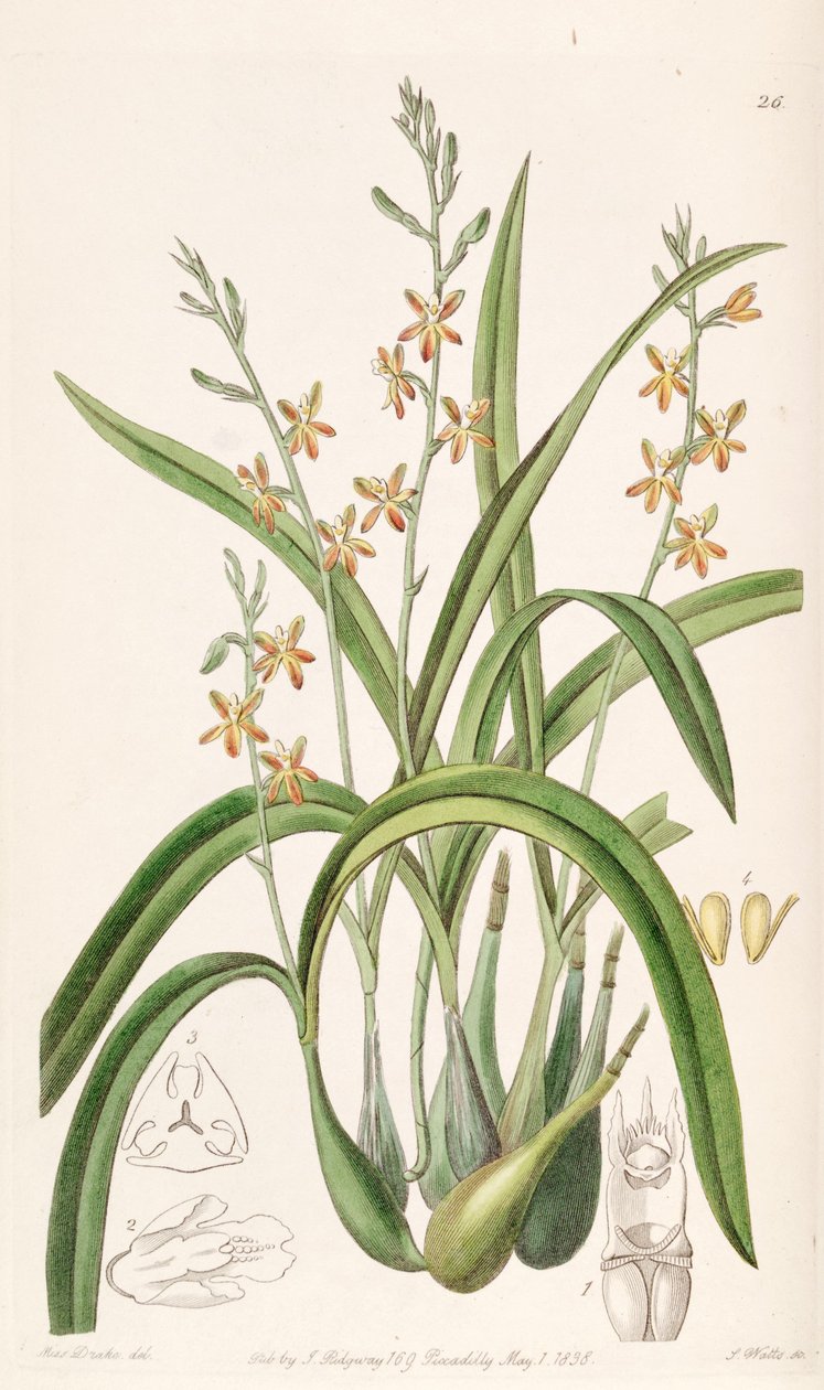 Prosthechea ochracea by Miss Drake