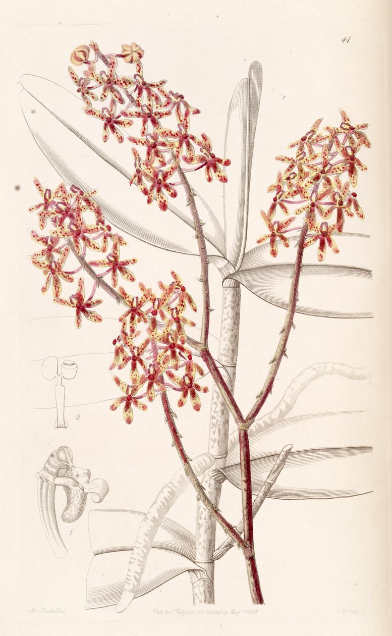 Renanthera matutina by Miss Drake