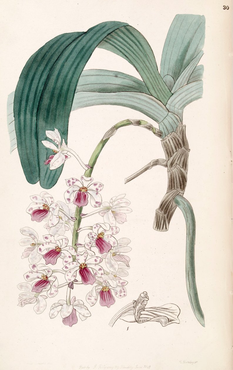 Rhynchostylis gigantea subsp. violacea (as syn. Vanda violacea) by Miss Drake