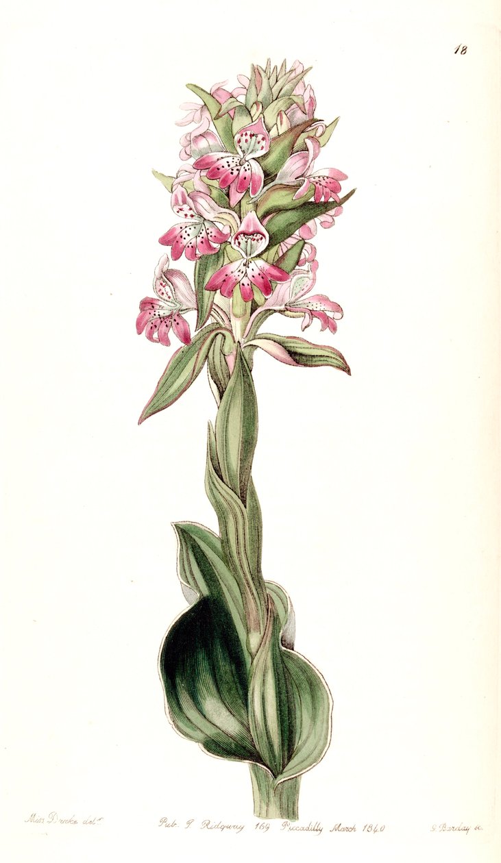 Satyrium erectum by Miss Drake