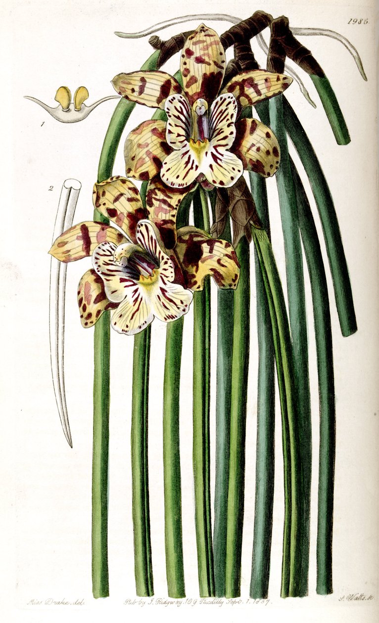 Scuticaria steelei (as syn. Maxillaria steelii) by Miss Drake