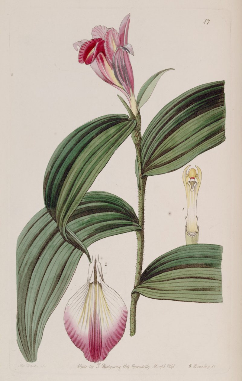 Sobralia decora by Miss Drake