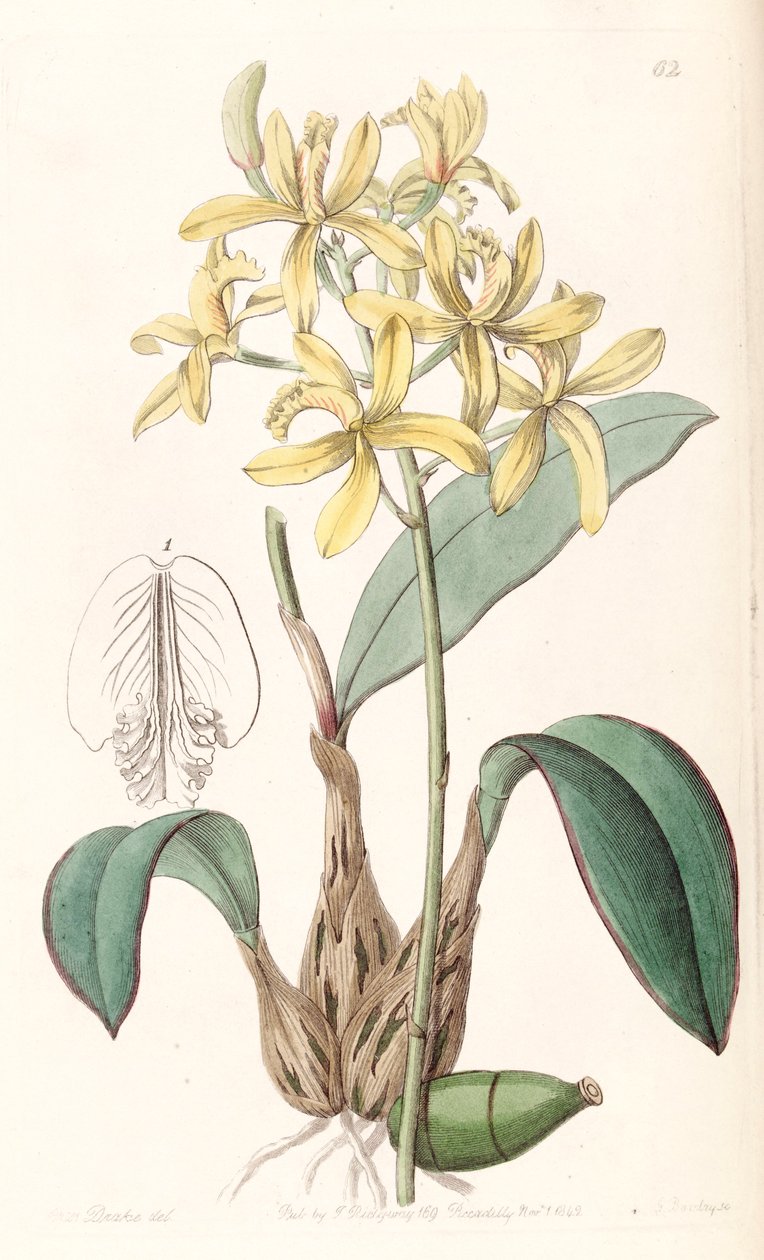 Sophronitis crispata by Miss Drake