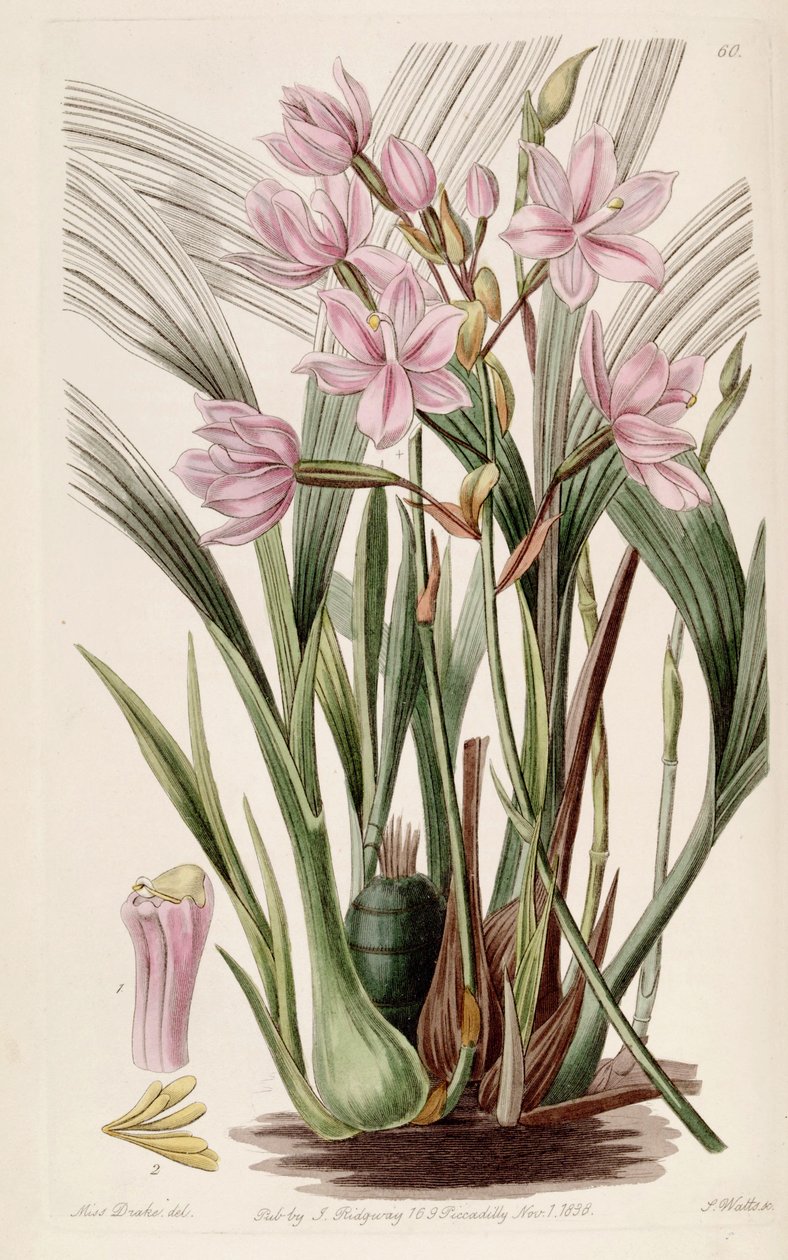 Spathoglottis plicata by Miss Drake