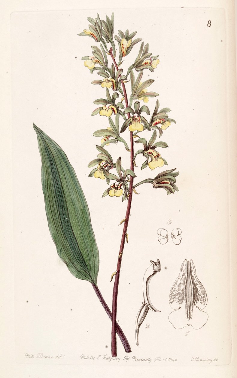 Tainia bicornis by Miss Drake