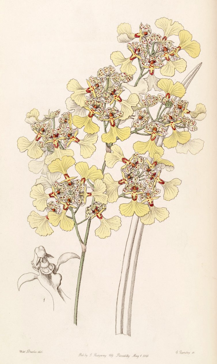 Illustration of Trichocentrum lacerum (as syn. Oncidium lacerum) by Miss Drake