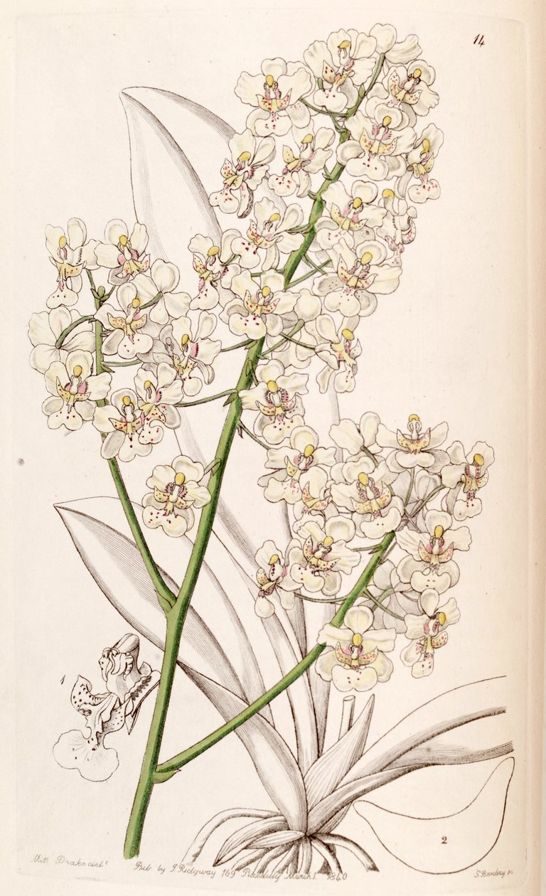 Trichocentrum stramineum by Miss Drake
