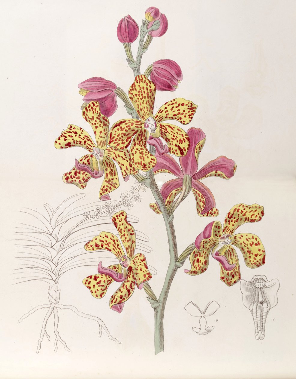 Vandopsis lissochiloides by Miss Drake