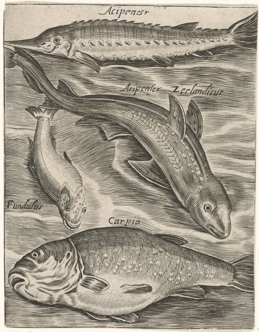 Study Sheet with Fish by Monogrammist P+P